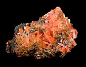Crocoite mineral crystals