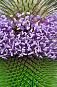 Common teasel flowering spike
