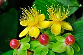 Tutsan flowers and fruit