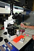 Preparing slides for optical microscop