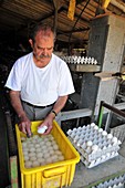 Farmer washes eggs on a poultry farm