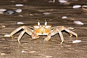 Tufted ghost crab (Ocypode cursor