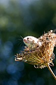 Eurasian harvest mouse