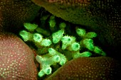 Acropora and porites corals fluorescing