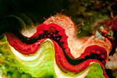 Tridacna,or Giant clam fluorescing re
