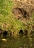 Water vole at burrow,Arvicola terrestris