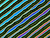 Record surface,light micrograph