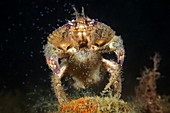 Crabs Japan