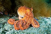 Octopus,Japan