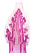 Asparagus stem tip,light micrograph