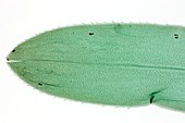 Canadian pondweed leaf,light micrograph