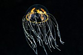 Hydrozoan medusa
