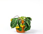 Wilting potted plant