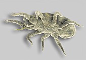 Soil mite,SEM