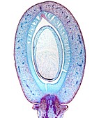 Bean pod,light micrograph