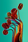 Broad bean flower,light micrograph
