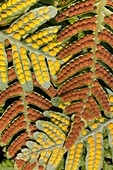 Polypody fern sori (Polypodium vulgare)