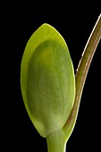 Liriodendron tulipifera leaf bud