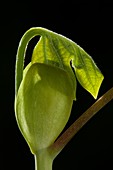 Liriodendron tulipifera leaf bud opening