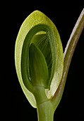 Liriodendron tulipifera leaf bud