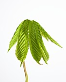 Aesculus hippocastanum leaves