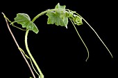 Bryonia dioica leaves opening