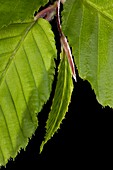 Fagus sylvatica leaf bud opening