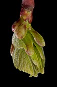 Tilia platyphyllos leaf bud opening