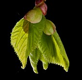Tilia platyphyllos leaf bud opening