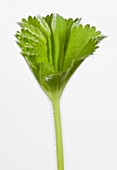 Alchemilla mollis leaf unfolding