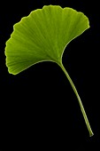 Maidenhair tree (Ginkgo biloba) leaf