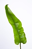 Asplenium scolopendrium leaf