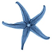 Starfish,X-ray