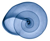 Snail shell,X-ray