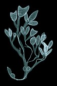 Seaweed,X-ray