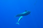Short-finned pilot whale suckling