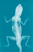 Lizard,X-ray