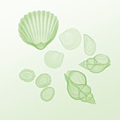 Sea shells,X-ray