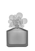 Perfume bottle,X-ray