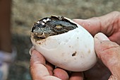 Crocodile hatches from its egg