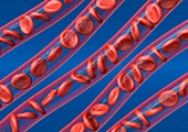 Red blood cells in blood vessels,artwork