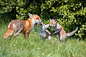 Red fox cubs and mother