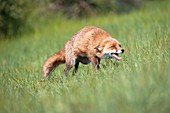 Red fox calling