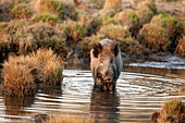 Wild boar in water