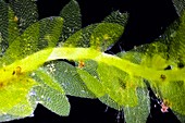 Shining hookeria moss,light micrograph