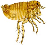 Human flea,light micrograph