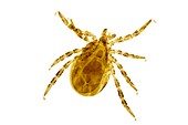 Sheep tick,light micrograph