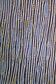 Pine stem,light micrograph