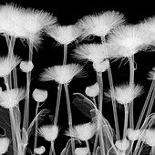 Chrysanthemum flowers,X-ray