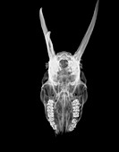 Deer skull,X-ray